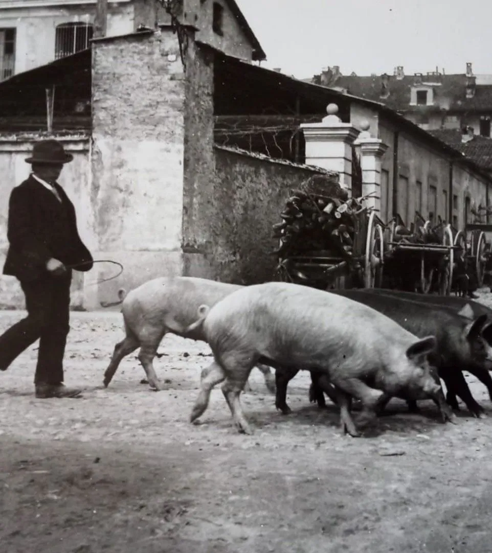 Artigiano che lavora a mano il prosciutto secondo la tradizione
